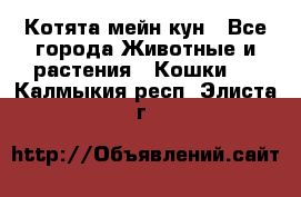 Котята мейн кун - Все города Животные и растения » Кошки   . Калмыкия респ.,Элиста г.